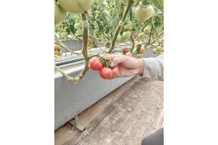京丹後産・京トマト 2kg（8～10玉） 春夏発送