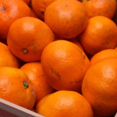 家庭用 蔵出しみかん1kg+250g(傷み補償分)【光センサー選果】【訳あり】【配送不可地域：離島・北海道・沖縄県】