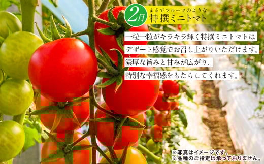 【年4回定期便】熊本の魅力たっぷり、特別な定期便 熊本県産 ミニトマト 約3kg イチゴ 250g×2パック 約500ｇ 大玉トマト 約3.5㎏ メロン 2玉【2026年2月上旬発送開始】4種 フルー
