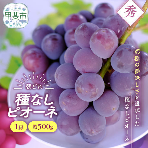 【先行予約2026年/令和8年発送分】種なしピオーネ1房　約500g　人気　おすすめ　国産　贈答　ギフト　お取り寄せ　　山梨県産　産地直送　フルーツ　果物　くだもの　ぶどう　ブドウ　葡萄　ピオーネ　新鮮