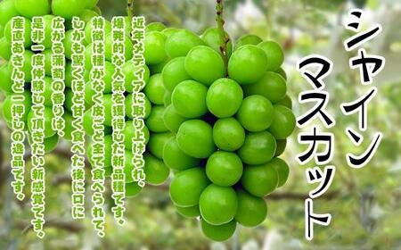 《2024年発送》シャインマスカット & ニューピオーネ セット 約2kg ( 種なしシャインマスカット 約1kg & 種なしニューピオーネ 約1kg ) 香川産 ｜ぶどう マスカット 人気品種 コラ