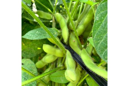 【先行予約／数量限定40】朝採り枝豆（湯上り娘）500g（250g×2パック）（栽培期間中農薬・化学肥料・除草剤不使用）（2026年7月上旬～発送）