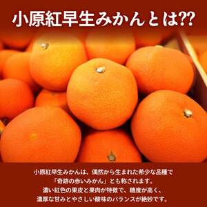 先行予約 小原紅早生みかん 約1.2kg みかん