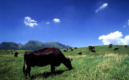 FMF15 椎茸問屋の「ごはん6袋セット」（椎茸・乾し筍・豊後牛）12合分