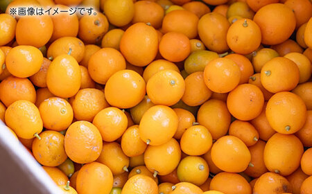 【先行予約】完熟 キンカン 約1kg 【くまふる】[ZBG079]