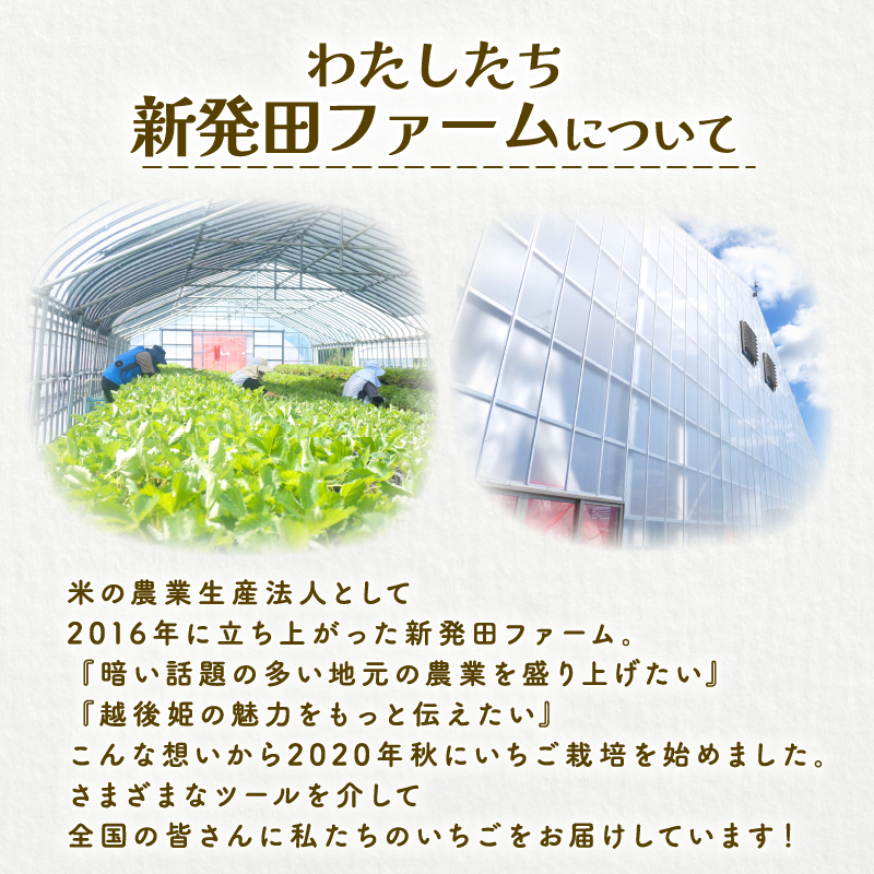 【2026年1月中旬発送開始】 いちご 越後姫 １パック 【 果物 いちご おやつ 健康 フルーツ スイーツ スイーツ作り ケーキ ケーキ作り 数量限定 先行予約 新潟県 新発田市 shibatafa