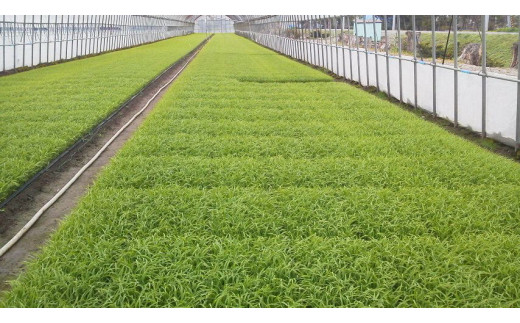 【令和5年産】北海道岩見沢産くすのきファームのおぼろづき玄米（5Kg）【34104】
