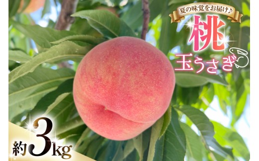 【期間限定発送】 桃 玉うさぎ 3kg [東城農園 山形県 高畠町 tk06ayt370002] もも モモ 果物 くだもの フルーツ 冷蔵