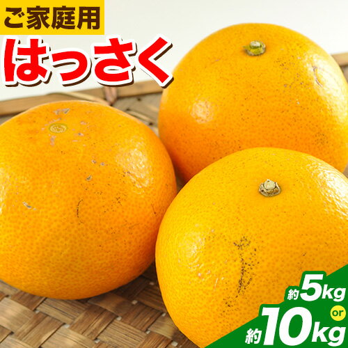 【ふるさと納税】【訳あり/ご家庭用】紀の川八朔 選べる 4kg＋1kg (計約5kg) 9kg＋1kg (計約10kg) サンファーム《2026年1月上旬-3月末頃出荷》和歌山県 紀の川市 はっさく 柑橘 旬 フルーツ 果物