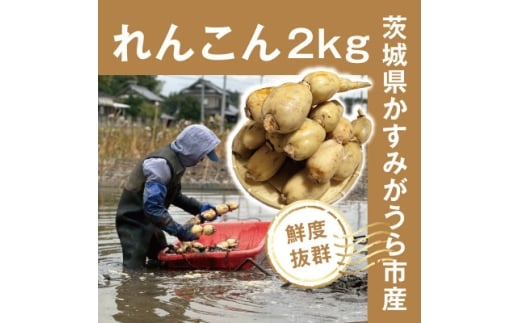 ＜鮮度抜群!茨城県かすみがうら市産＞シャキシャキ蓮根 霞ヶ浦れんこん2kg 産地厳選【1667481】