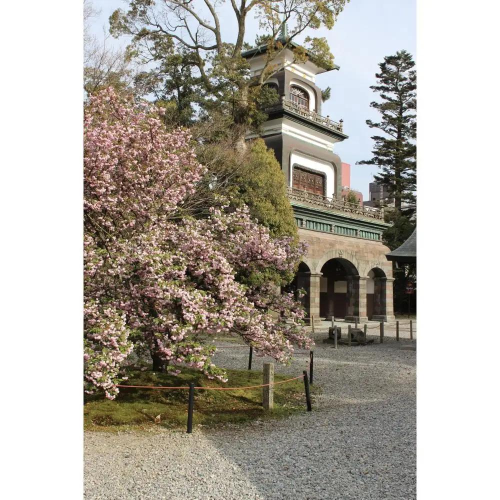 兼六園菊桜　手描加賀友禅染　反物　【濃い桜色】