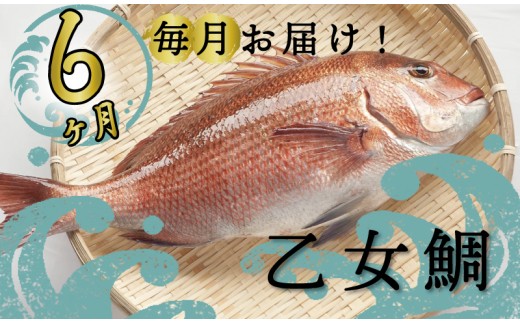 
                  真鯛 定期便 【 6ヵ月 】 鯛 1匹 刺身用 半身 皮付き 半身 頭付き 小島水産 ブランド 全6回 6か月 6カ月 半年 乙女鯛 鮮魚 刺身 鯛めし 刺し身 冷蔵 冷凍 鮮魚 海鮮 下処理済 産地直送 新鮮 真鯛 定期便 半年 毎月お届け 高知県 須崎市
                