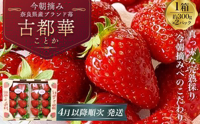 
            （冷蔵）【令和 7年 4月から順次発送】 古都華 300g×2 ／ 丸笑いちご園 今朝摘み フルーツ 苺 イチゴ 果物 新鮮 完熟 朝採り 高級 甘い 奈良県 葛城市
          