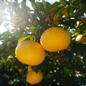 先行予約 甘夏 5kg 減農薬 柑橘 フルーツ 愛媛みかん ポンカン 文旦 河内晩柑 温州みかん ブラッド オレンジ ネーブル せとか なつみ 蜜柑 みかん 檸檬 果物 果実 ジューシー 数量限定 さ