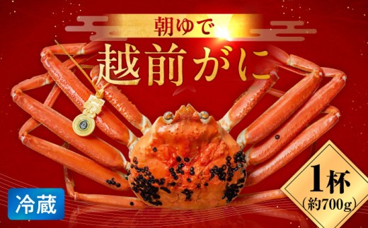 【先行予約/11月7日より順次発送】朝ゆで 越前がに1杯　【700g】 / ずわいがに 蟹 ズワイガニ 小浜市 / 小浜海産物 【配送不可地域：北海道・沖縄・離島】  [BFAA001]