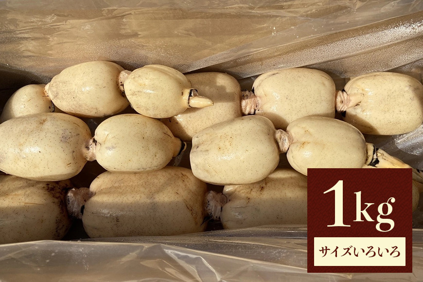 
            れんこん 1kg (サイズいろいろ) 蓮根 レンコン 国産 野菜 旬 根菜 料理 産地直送 産直 送料無料 いばらきみどり認定取得 (G272)
          
