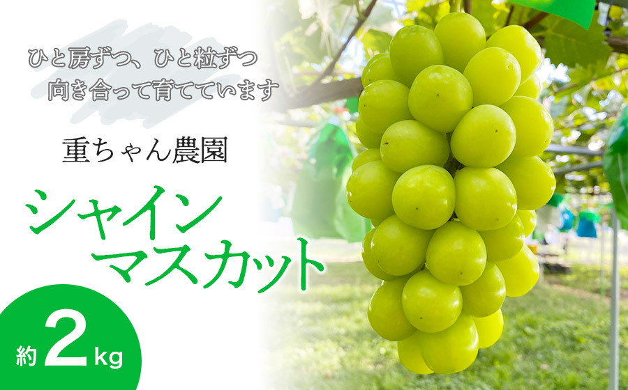 
            【令和7年産先行予約】 大人気 シャインマスカット 約2kg（約3～4房） 山形県鶴岡産 重ちゃん農園
          