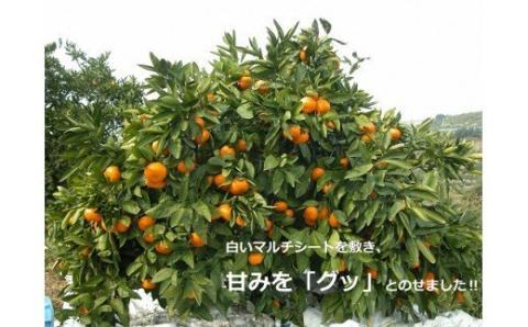 N-24 果樹園みかんの木の蔵出しみかん ５．５ｋｇ