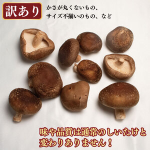 訳あり きのこ しいたけ 1kg （ 250g × 4袋 ） 先行予約 キノコ 椎茸 生しいたけ 生 シイタケ だし ダシ 焼きしいたけ 肉詰め 鍋 味噌汁 スープ 野菜 新鮮 旬 食べ応え 厚い 肉