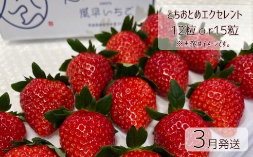 【3月発送】とちおとめエクセレント（12粒or15粒）1箱