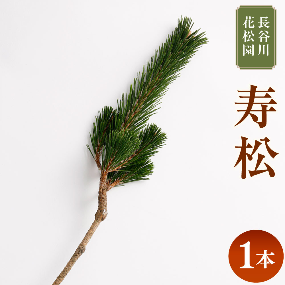 【ふるさと納税】 寿松 1本 高さ100cm前後 松 植物 観葉植物 インテリア お正月飾り 正月 茨城県 神栖市 送料無料【2025年10月上旬～2026年3月下旬迄発送予定】