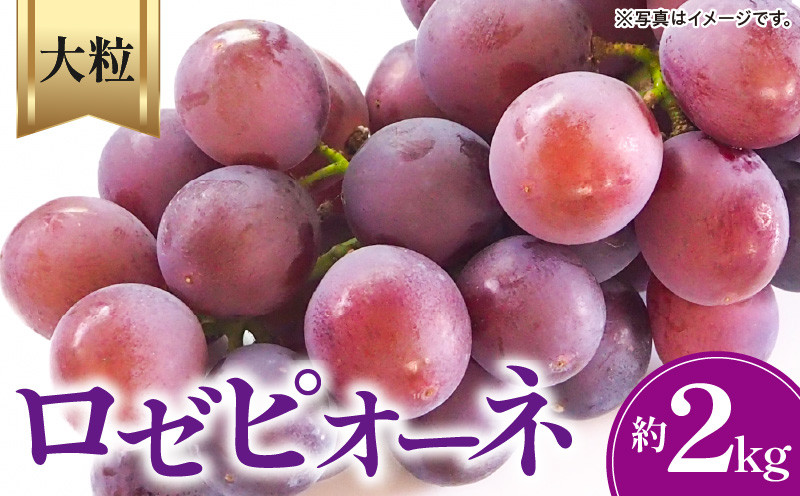 
                  ロゼピオーネ 約2kg
                