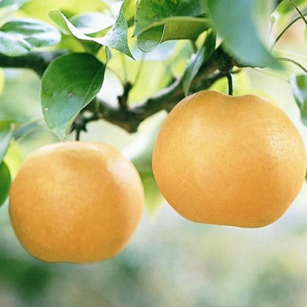 【ふるさと納税】梨 2025年 先行予約 あたご梨 ＜選べる内容量＞ 3～6玉（約4kg）・2玉（約1.7kg） 化粧箱入り なし ナシ 岡山県産 国産 フルーツ 果物 ギフト 岡山県 倉敷市 送料無料 【2025年11月下旬～12月下旬 発送予定】