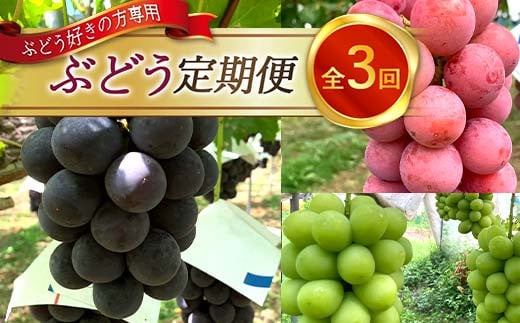 《先行予約 2026年発送》～ぶどう好きの方専用～ぶどう定期便【全3回】  ぶどう ブドウ 葡萄 デザート フルーツ 果物 くだもの 果実 食品 山形県 FSY-2530