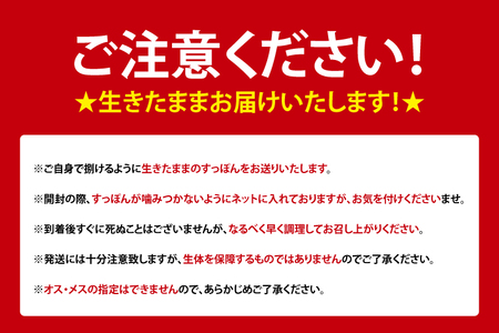 【生きたまま直送】活きすっぽん  1匹  800g～900g｜すっぽん スッポン 養殖 コラーゲン コラーゲンたっぷり 低カロリー 美容 健康 １匹 送料無料 豊見城市産 沖縄県(CS001)