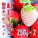 【ふるさと納税】いちご 紅白いちご3種食べ比べセット 農園直送 （赤いちご2品種＋白いちご） くぼなか農園 数量限定 愛媛 人気 伊予市｜B20