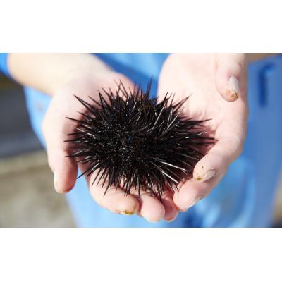 ふるさと納税 陸前高田市 【濃厚!】 三陸産 焼きウニ 5個 ギフト 人気 うに 海産物 魚介類 おかず おつまみ 贅沢 雲丹 |  | 01