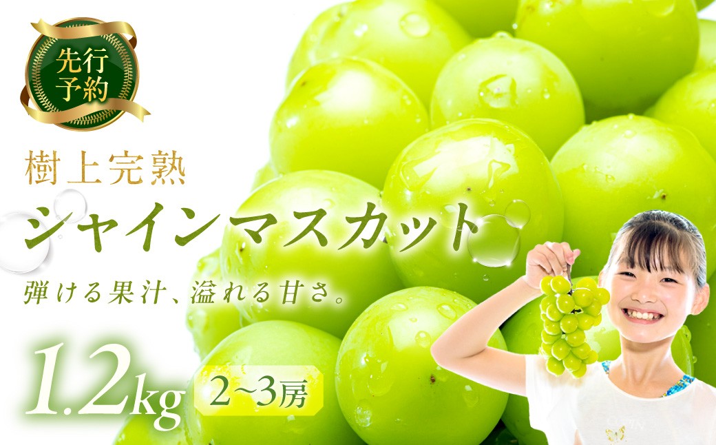 
                  シャインマスカット 先行予約 1.2kg（2～3房） 樹上完熟 （2026年9月中旬～発送） 農家直送 ブドウ ぶどう 人気 フルーツ 果物 ぶどう 先行予約 先行予約ぶどう　BF00016
                