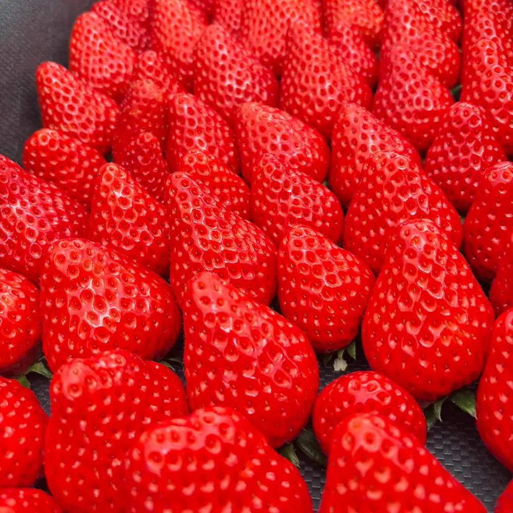 【先行受付】MIYA FARM いちごお持ち帰りギフト券 5,000円分 ※2026年12月～発送