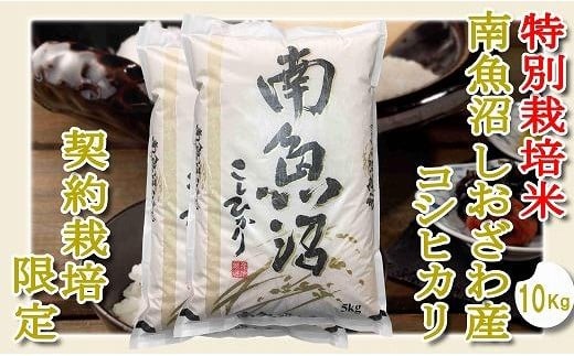 
            【令和7年産】【精米１０Kg】特別栽培 生産者限定  南魚沼しおざわ産コシヒカリ【2025年10月上旬より順次発送予定】
          