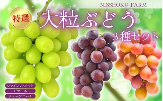 C-10.NISSHOKU　FARM　特選　大粒ぶどう３種セット（シャインマスカット入り）岡山
