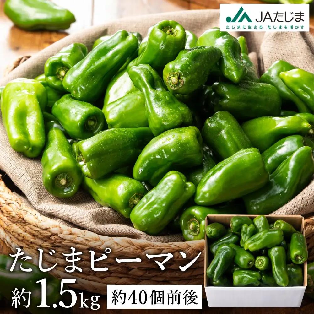 【先行予約】数量限定 たじまピーマン 約1.5kg / 7月中旬から順次発送 肉厚 ピーマン 肉詰め 新鮮 野菜 産地直送 やさい 苦みが少ない 甘みが強い 歯ごたえが良い 濃い緑 夏秋ピーマン