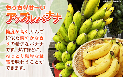 国産 希少種！南国フーズのアップルバナナ 約3kg - バナナ ばなな 小ぶり 沖縄県 産地直送 果物 フルーツ 南国 朝食 おすすめ 沖縄県 八重瀬町