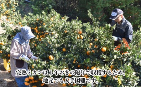 【数量限定】越冬完熟 原口 みかん 約5kg 完熟ミカン ミカン 柑橘 果物  フルーツ【長崎ぶんたんの会】 [OAF010]