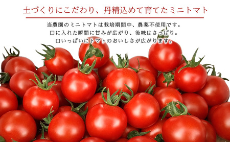 北海道仁木町産ミニトマト【エコスイート】1.2kg×8箱［栽培期間中 農薬不使用］