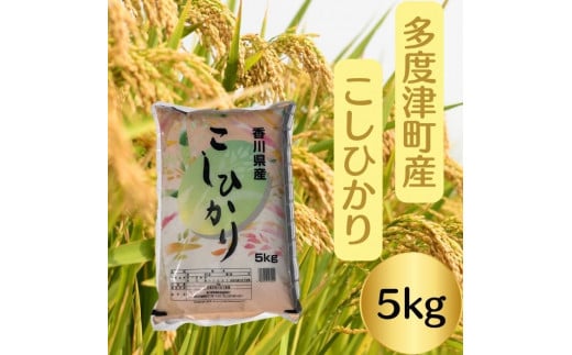 【令和6年産新米】多度津町産こしひかり 5kg 【L-38】