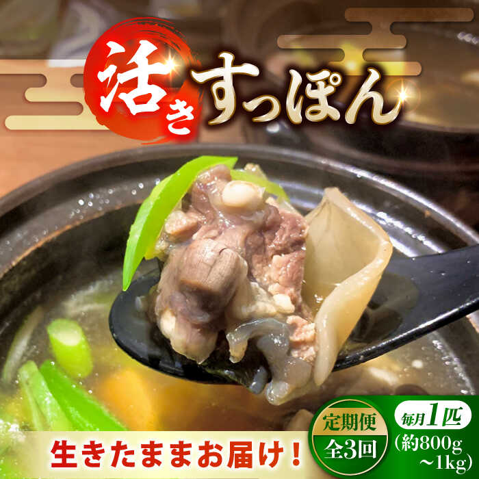 【ふるさと納税】【全3回定期便】海鮮 魚介類 すっぽん 生きたまま届く最高級食材！江田島育ちのすっぽん 【活き】 1匹 料理 人気 美容 健康 ギフト 広島県産 江田島市/平井興産株式会社[XAC007] 海鮮 魚介類 冷蔵 すっぽん スッポン コラーゲン セット 鍋