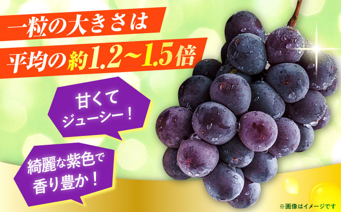 【先行予約・9月より順次発送】 ピオーネ 1箱（600～700g×2房） 日田市 / JAおおいた　 [AREW004]