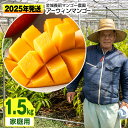 【ふるさと納税】【2025年発送】金城義昭マンゴー農園　アーウィンマンゴー家庭用1.5kg