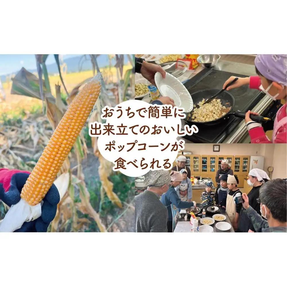 佐渡島産 大野さんのポップコーン用とうもろこし（180g×5袋入）