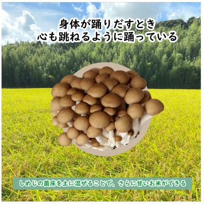 ふるさと納税 潮来市 【2ヵ月毎定期便】栽培期間中出来るだけ農薬を減らし作る かすみ米白米10kg全6回 |  | 01