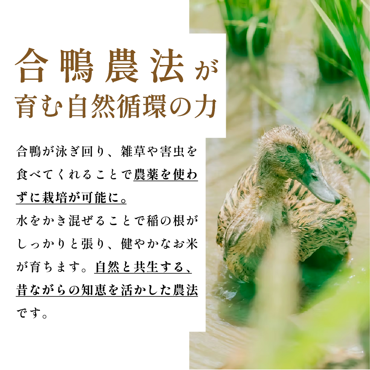 〈令和８年産早期予約〉合鴨米　有機JAS認定　無農薬栽培コシヒカリ 玄米 30kg×1袋