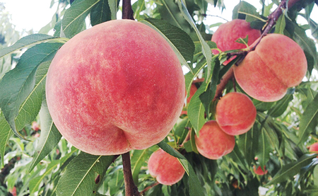 フルーツ ３種類 定期便 ( さくらんぼ 白桃 りんご ） プレミアム 紅コース 秀品 農家直送 山形県 朝日町産 農産物 山形産 サクランボ 紅秀峰 もも 川中島 リンゴ サンふじ 高級 果物 夏 