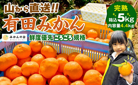 有田みかん 訳あり みかん 約4.4kg 和歌山県産