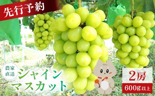 【先行予約】《2026年9月下旬～11月下旬出荷》 宮城県丸森町産 シャインマスカット　2房(1房 600g以上)|宮城県 宮城 丸森町 丸森 シャインマスカット ぶどう ブドウ 葡萄 600g以上 2房 フルーツ 期間限定  産地直送  ふるさと納税【4800302】