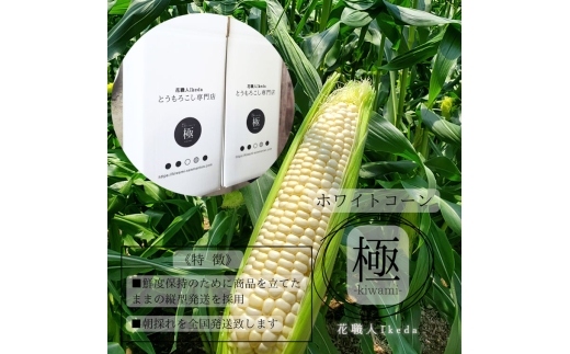 N176　ホワイトコーン極－Ｋｉｗａｍｉー（レギュラー）